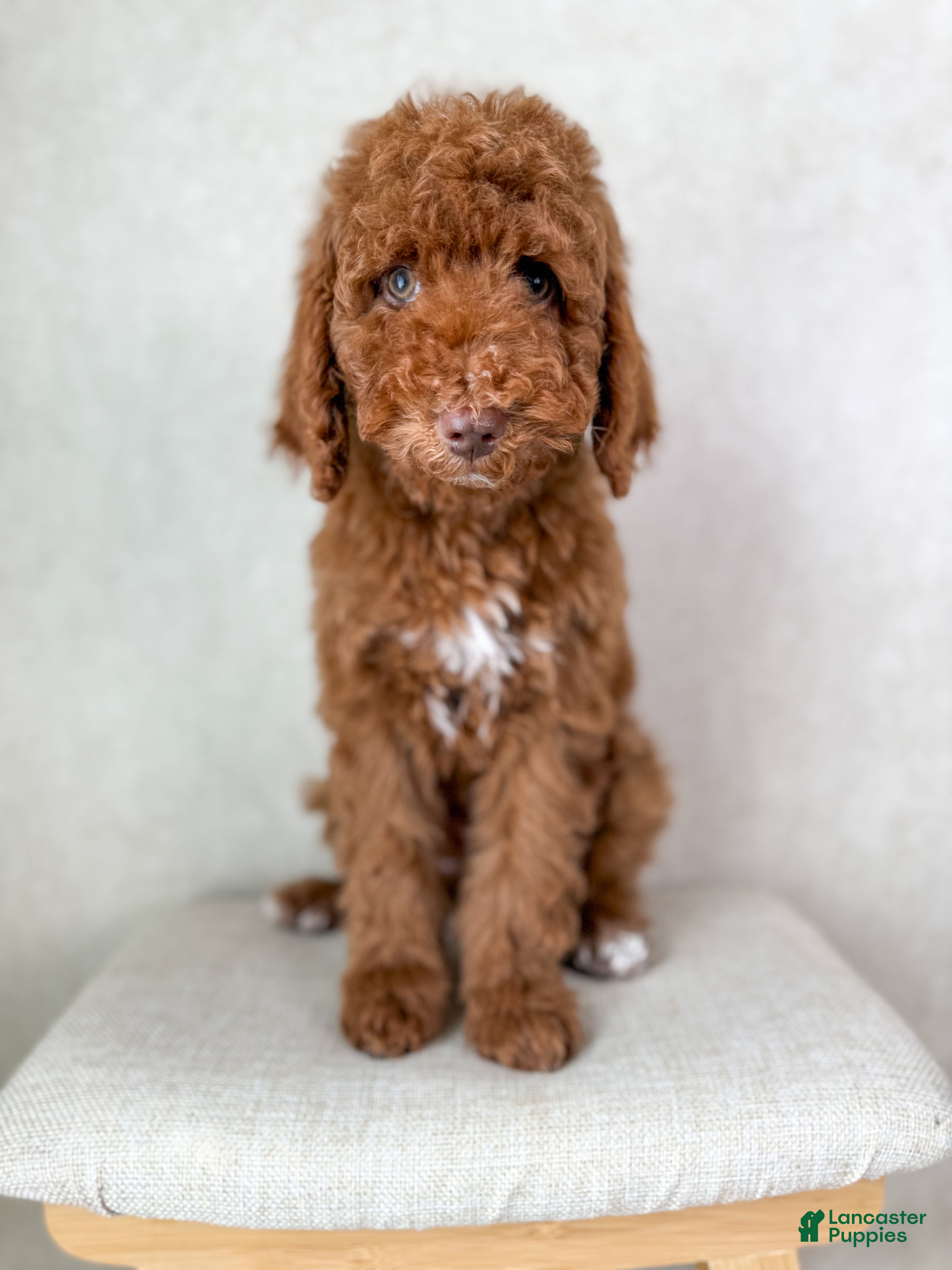 Goldendoodle dogs Stu Lou  - Ad 42