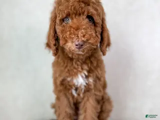 Goldendoodle dogs Stu Lou - Ad 42