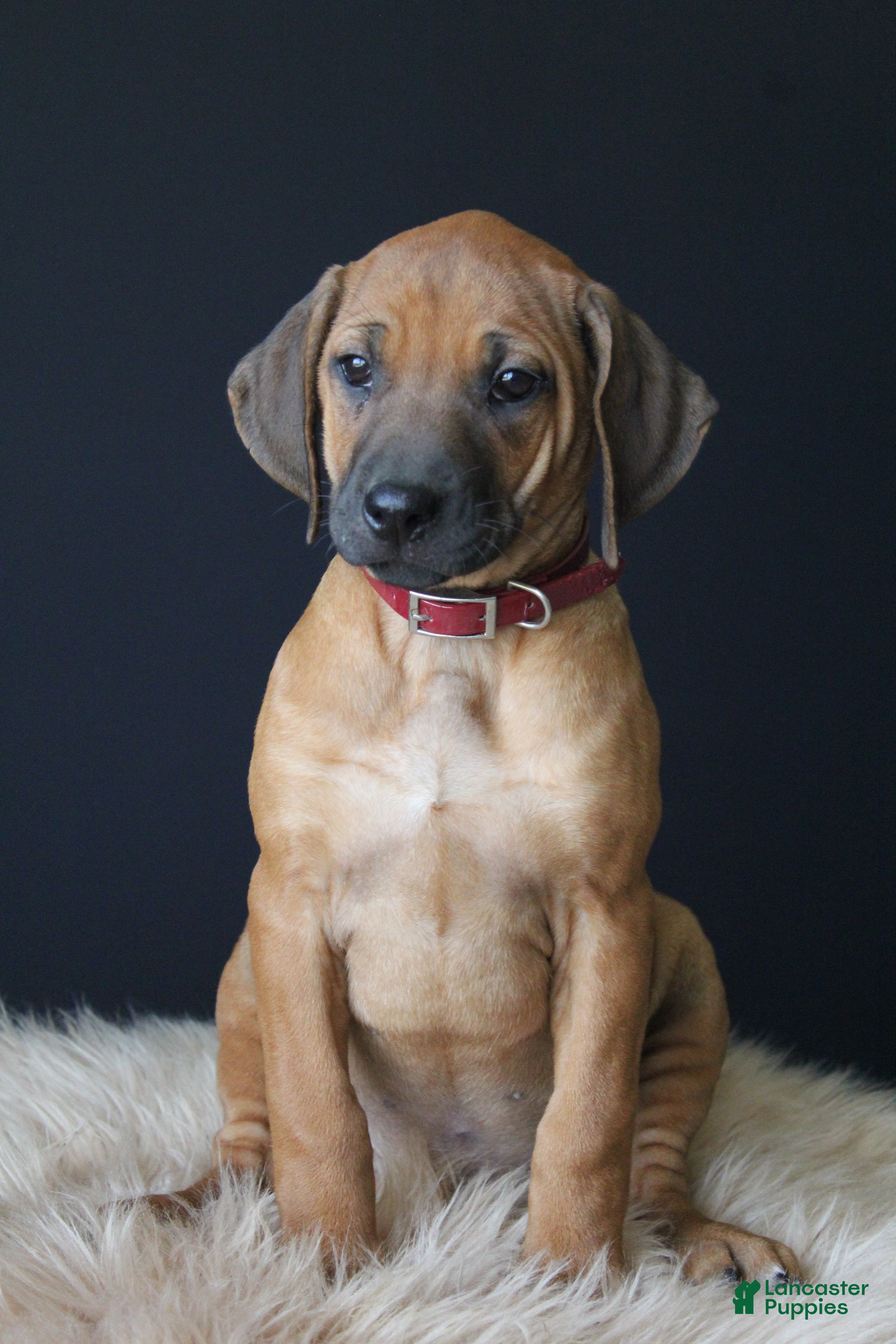 Rhodesian Ridgeback dogs Kynlee - Ad 1