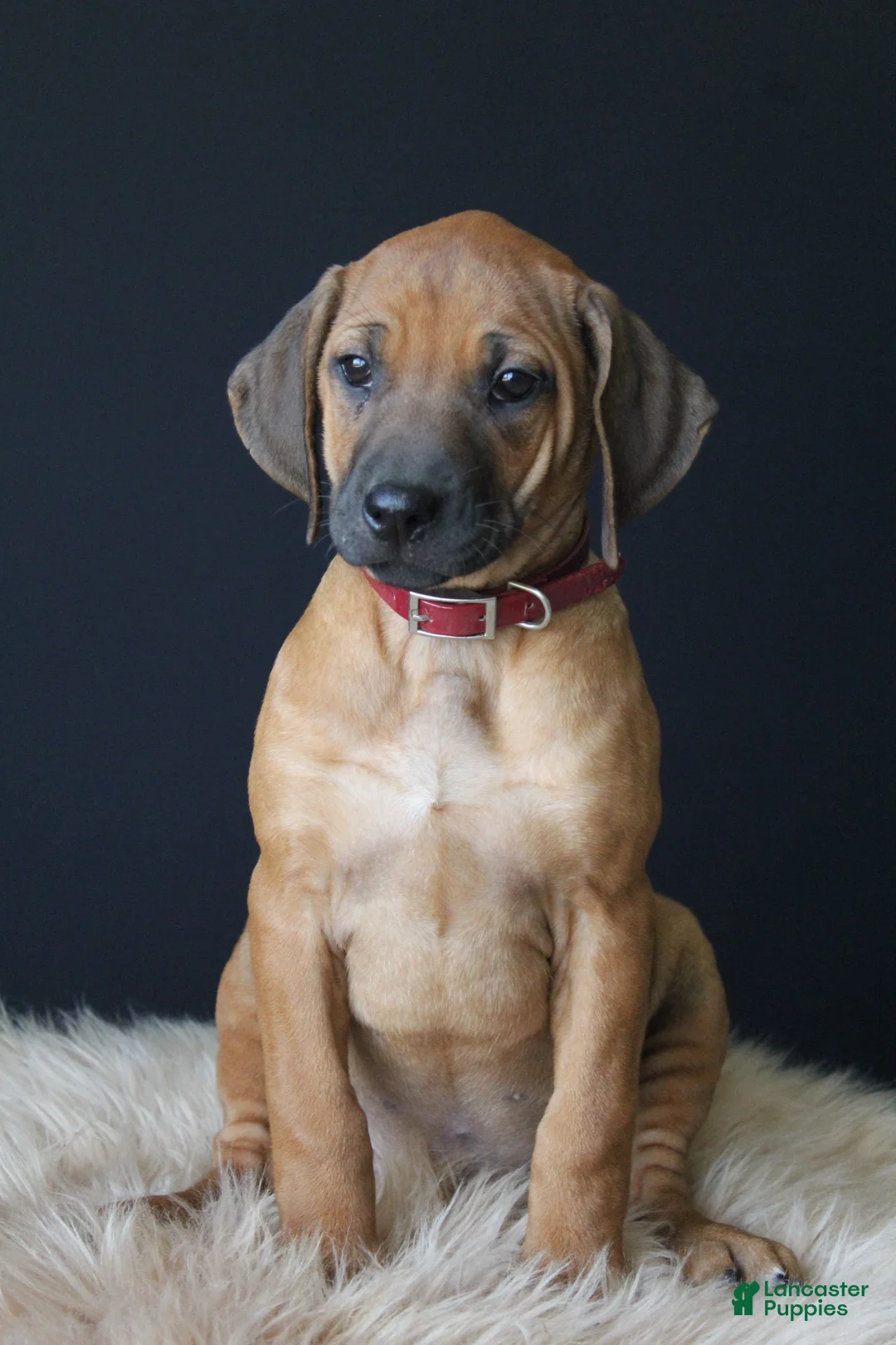 Rhodesian Ridgeback dogs for sale: Kynlee - Ad 1