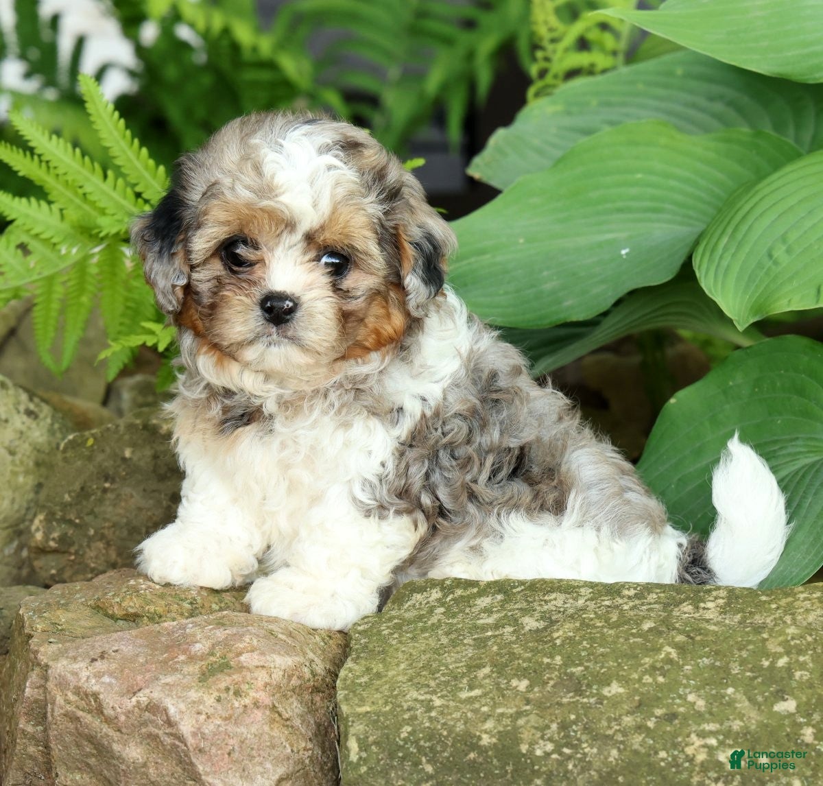 Mixed Breed dogs for sale: Finn - Ad 5