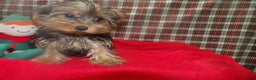 Yorkshire Terrier dogs for sale: Stacy - Ad 1