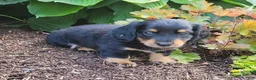 Miniature Dachshund dogs for sale: Vivian  - Ad 42