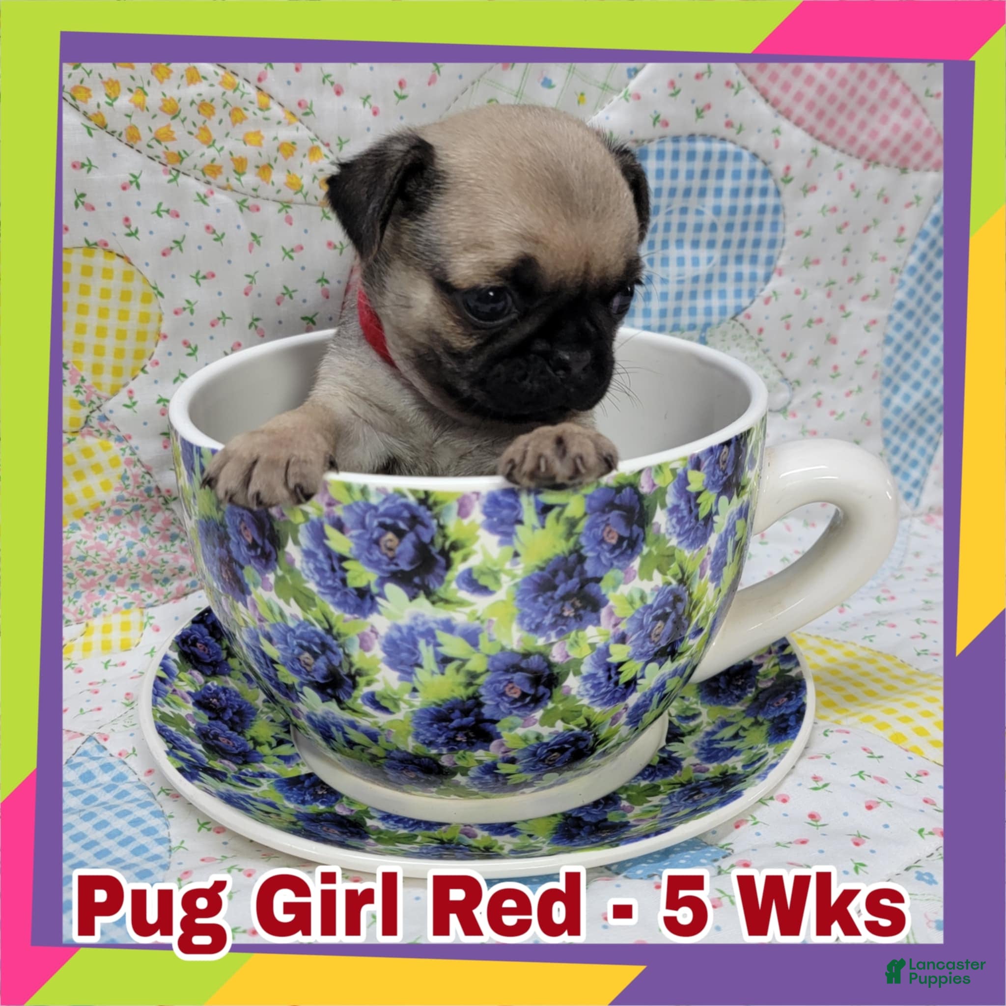 Pug dogs Pug Puppy Girl Red - Ad 6