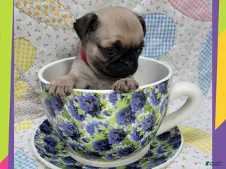 Pug dogs Pug Puppy Girl Red - Ad 6