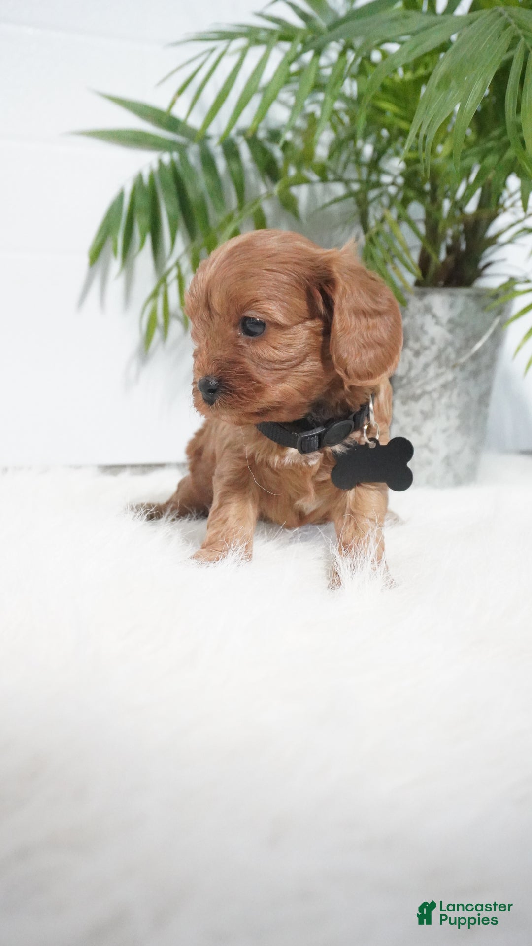 Cavapoo dogs for sale: Brock - Ad 5