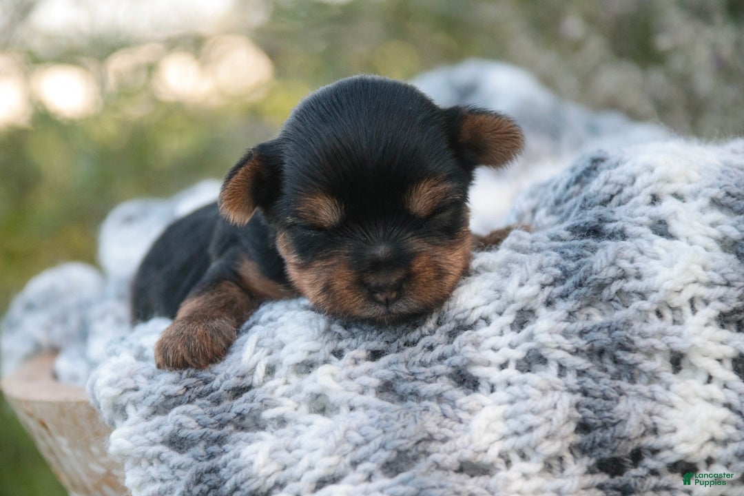 Yorkshire Terrier dogs for sale: Holly Yorkshire Terrier  - Ad 1