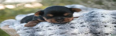 Holly Yorkshire Terrier 