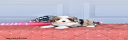 Mixed Breed dogs for sale: Rocket - Ad 3