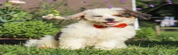 Miniature Poodle dogs for sale: Alex - Ad 5