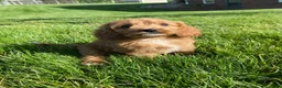Cavapoo dogs for sale: Thor - Ad 4
