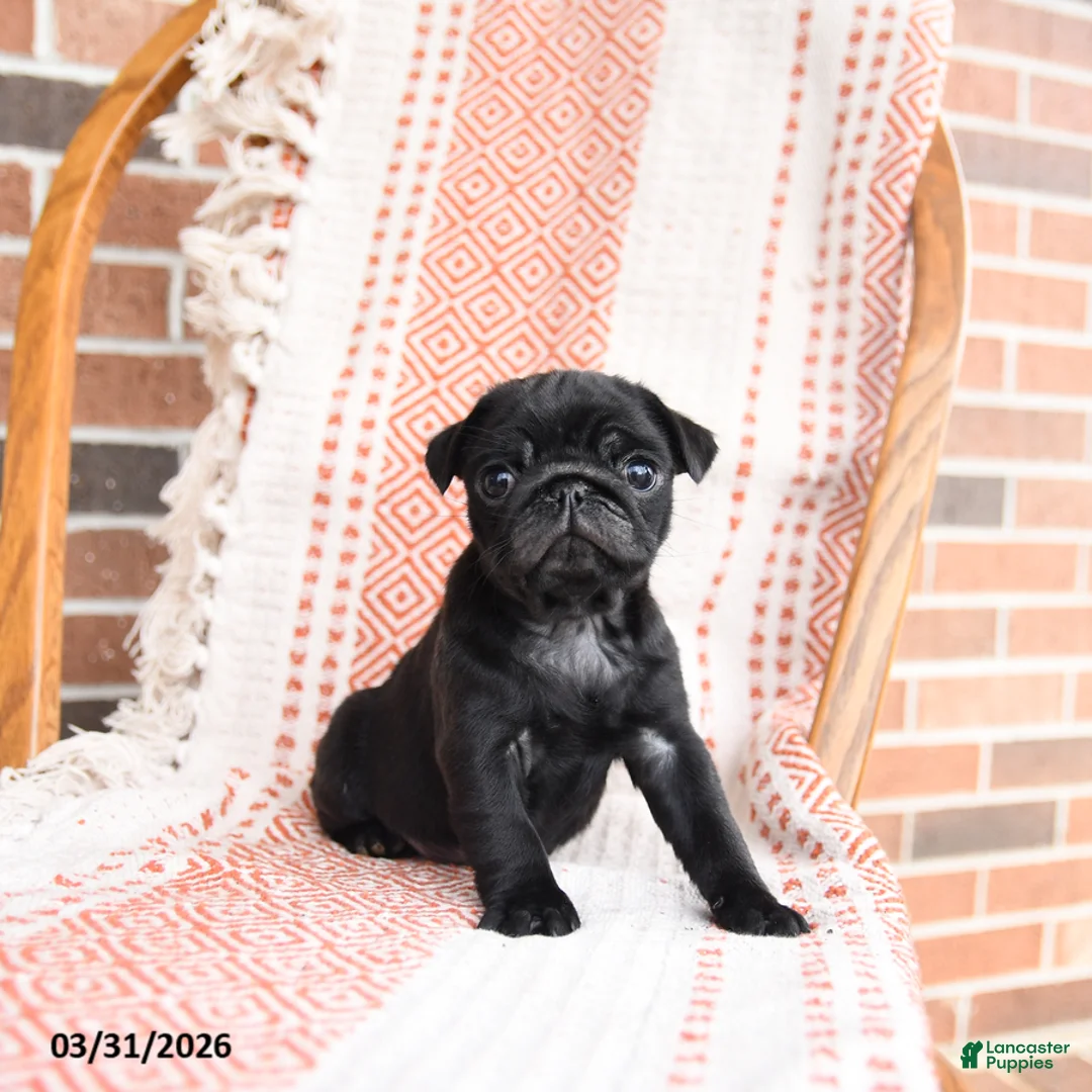 Pug dogs for sale: Otis - Ad 3