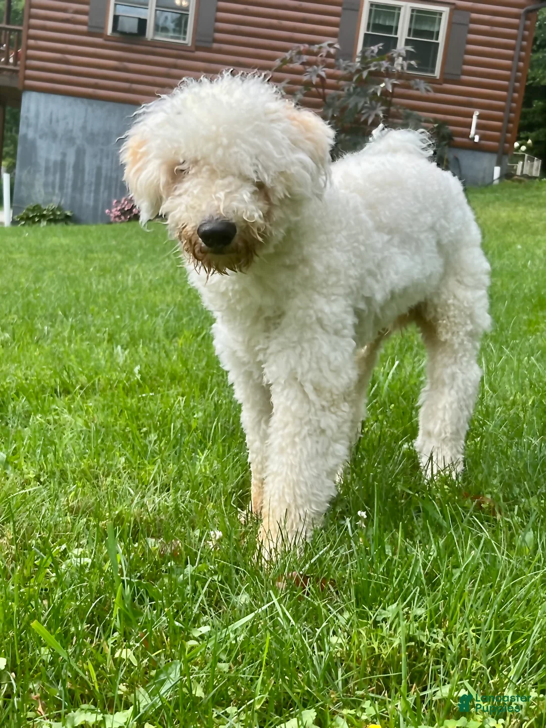 Mixed Breed dogs for sale: Mixed Breed Puppy 1 - Ad 9
