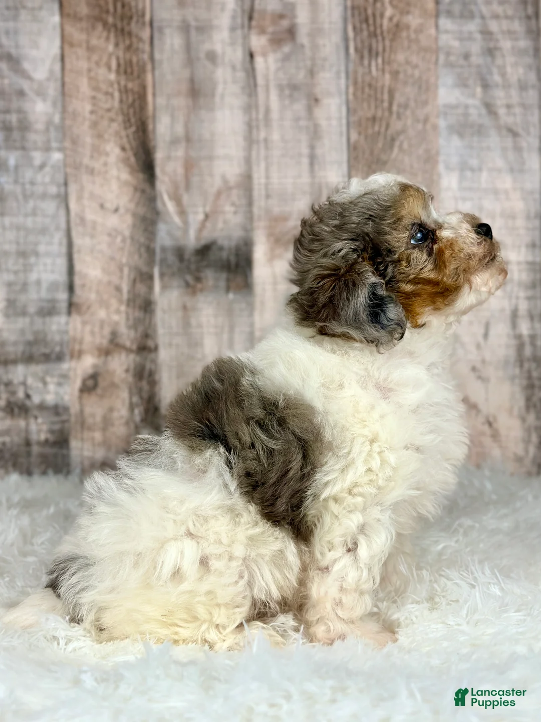 Shihpoo dogs for sale: Boy Shiloh - 0192 - Ad 4