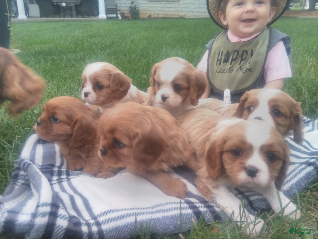 Cavalier King Charles Spaniel dogs for sale: Max - Ad 6