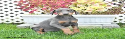 Doberman Pinscher dogs for sale: Petunia - Ad 3