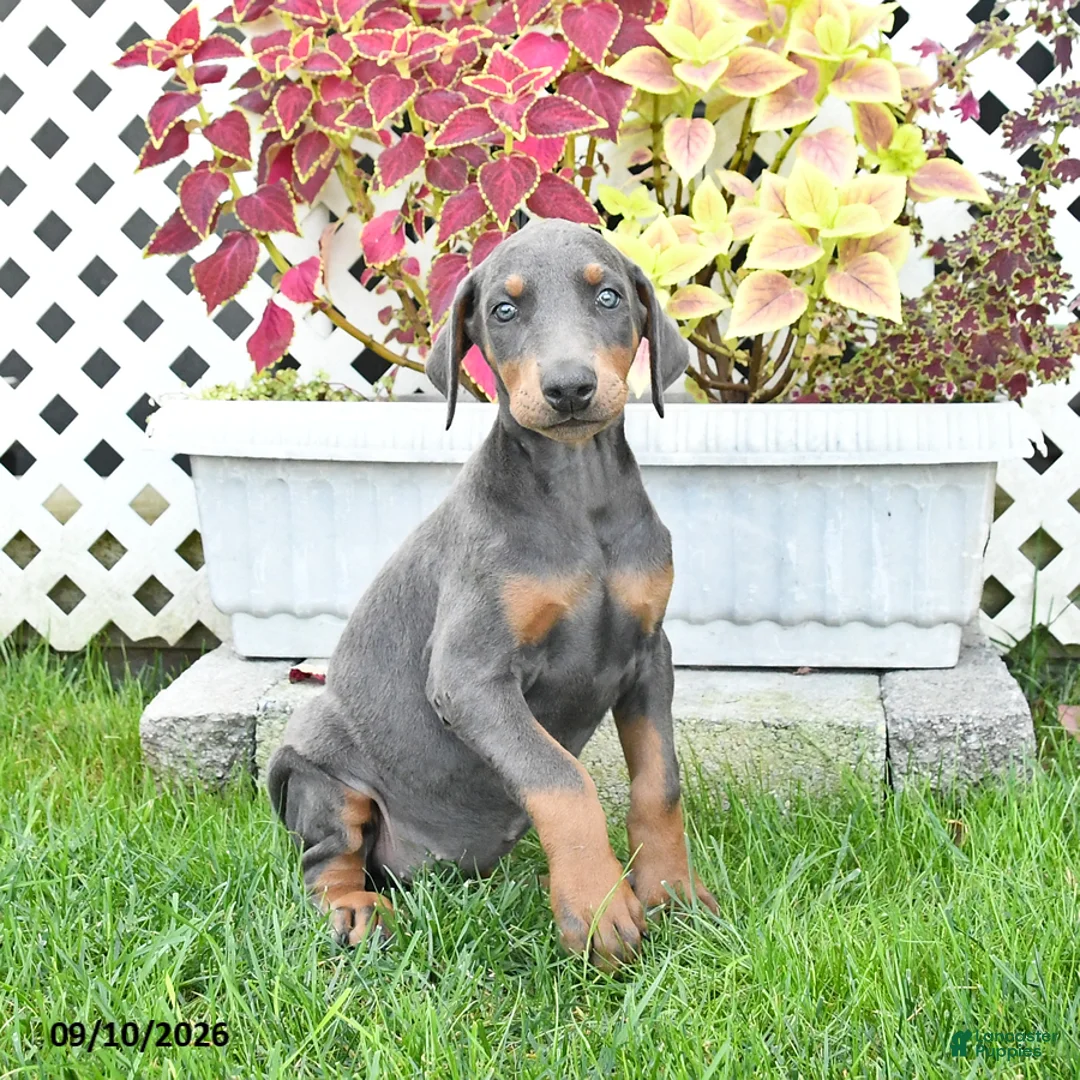 Doberman Pinscher dogs for sale: Petunia - Ad 3