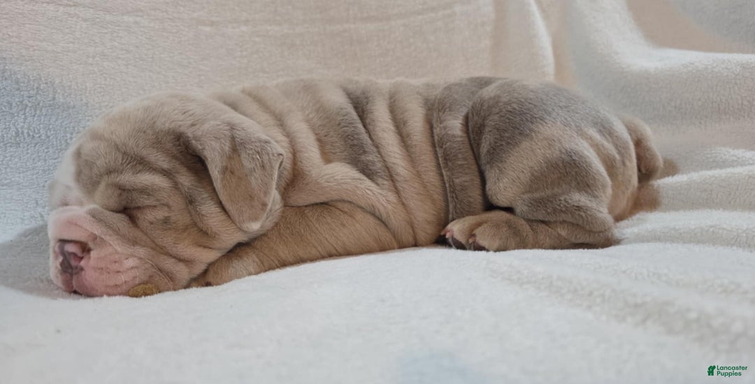 Olde English Bulldogge dogs for sale: Olde English Bulldogge Puppy 4 - Ad 3