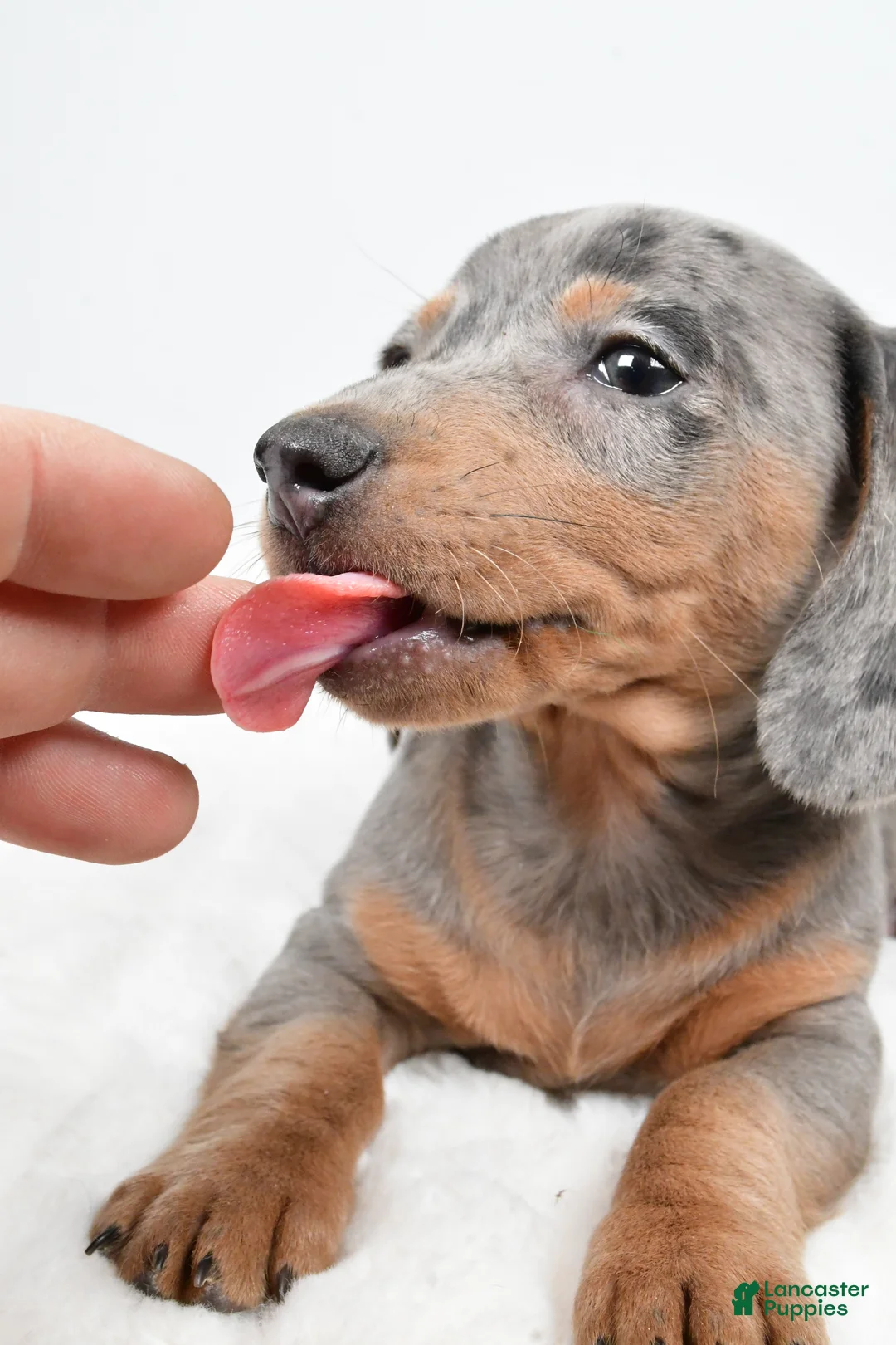 Dachshund dogs for sale: Cash - Ad 3