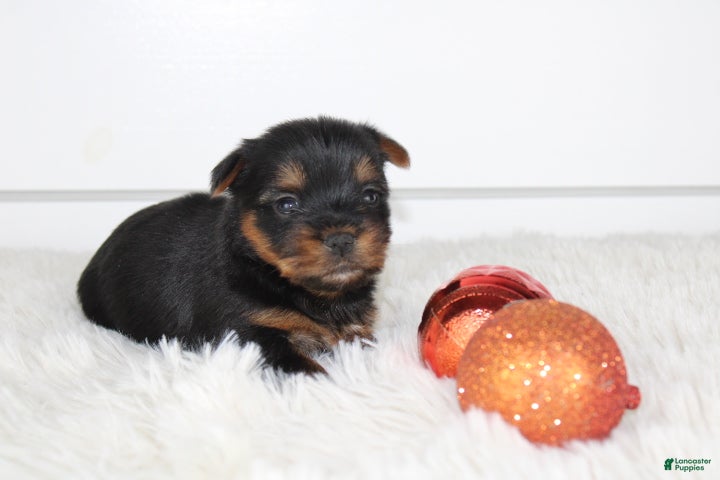 Yorkshire Terrier dogs CHLOE - Ad 18