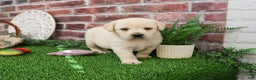 Labrador Retriever dogs for sale: Clarke - Ad 2