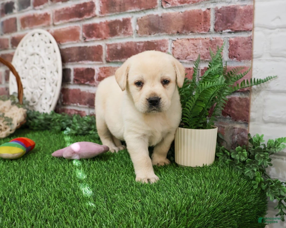 Labrador Retriever dogs for sale: Clarke - Ad 2