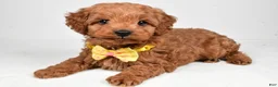 Cockapoo dogs for sale: Rascal - Ad 1