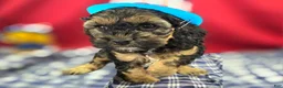 Cockapoo dogs for sale: Batty - Ad 11