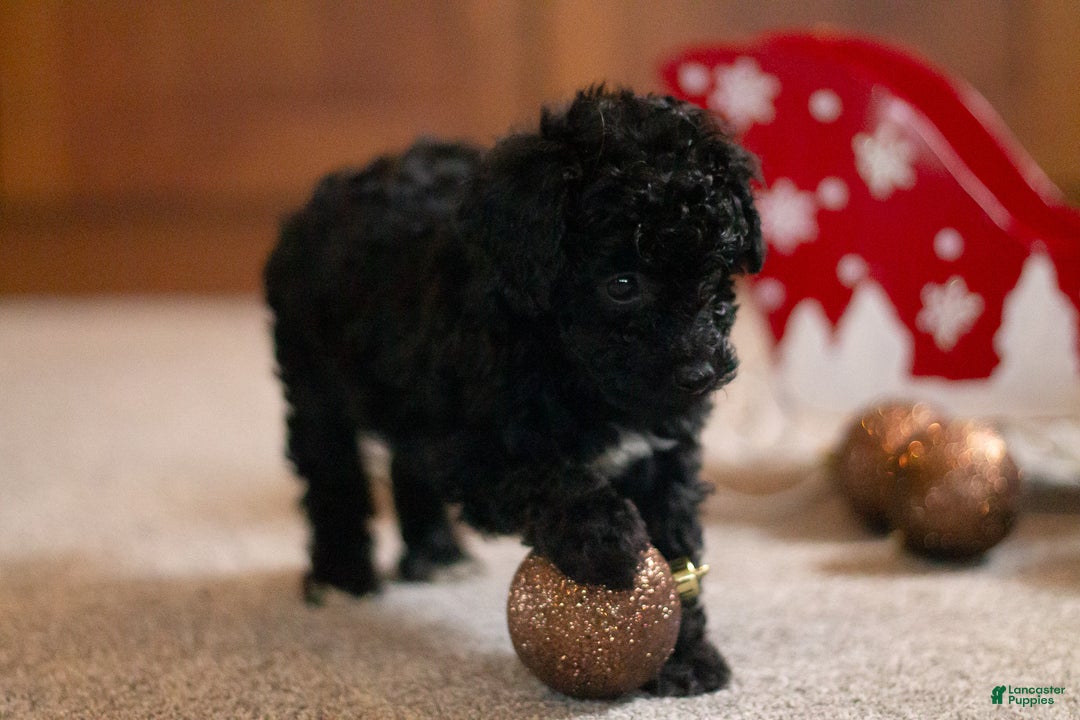 Bichpoo dogs for sale: Joy - Ad 3