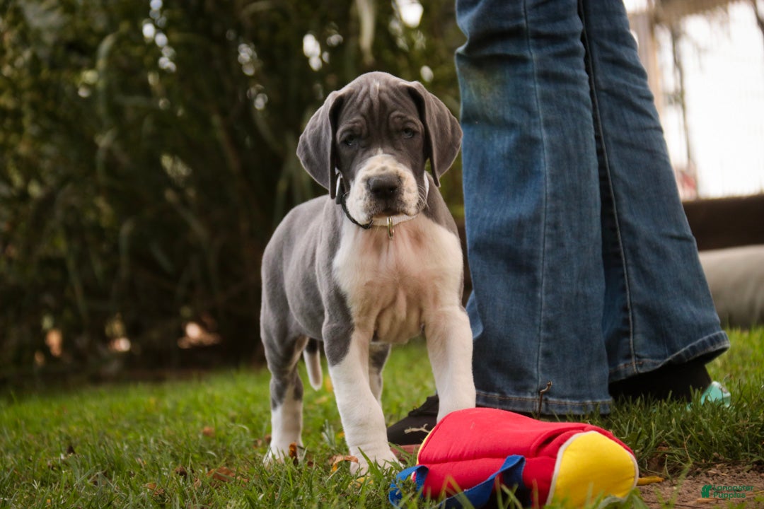 Great Dane dogs Celestia Great Dane  - Ad 1