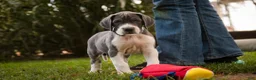 Great Dane dogs for sale: Celestia Great Dane  - Ad 8