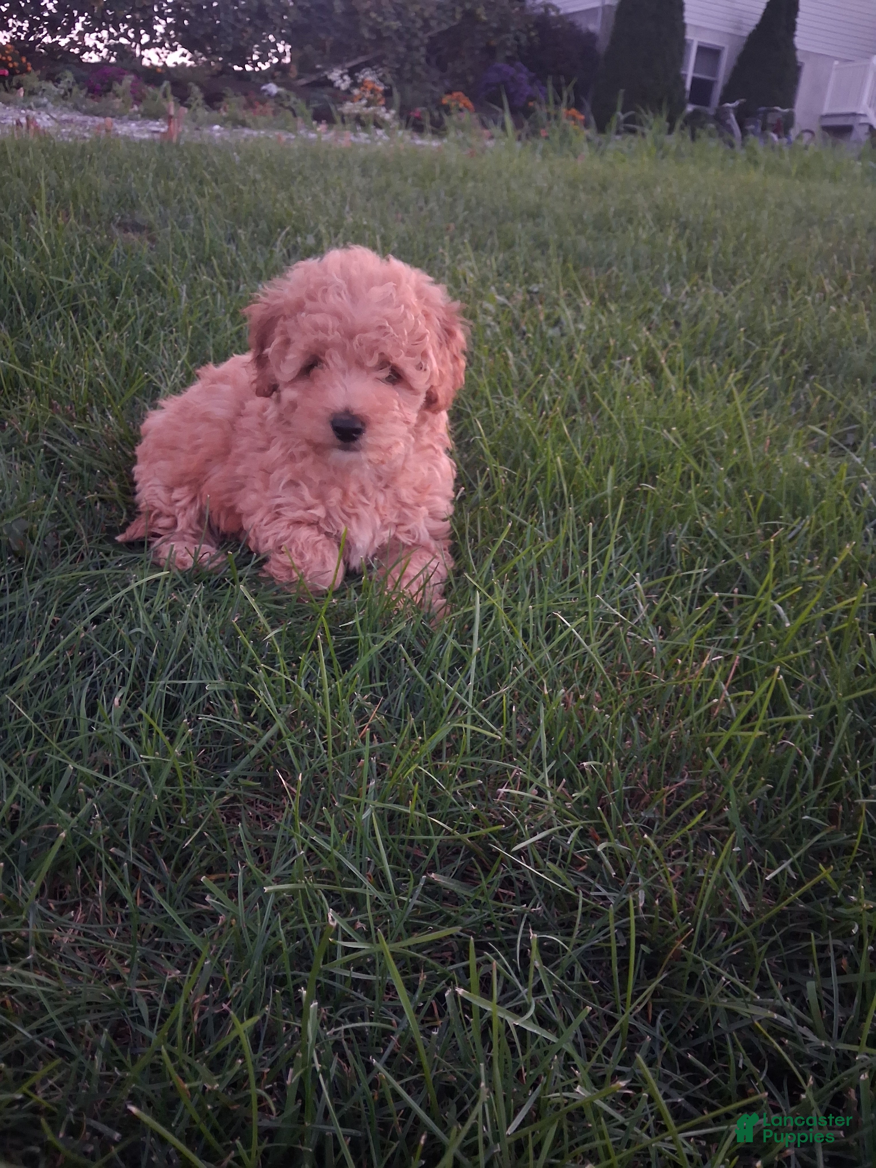 Miniature Poodle dogs Carter - Ad 2