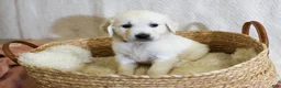 Golden Retriever dogs for sale: Willow - Ad 3