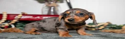 Miniature Dachshund dogs for sale: Tally - Ad 3