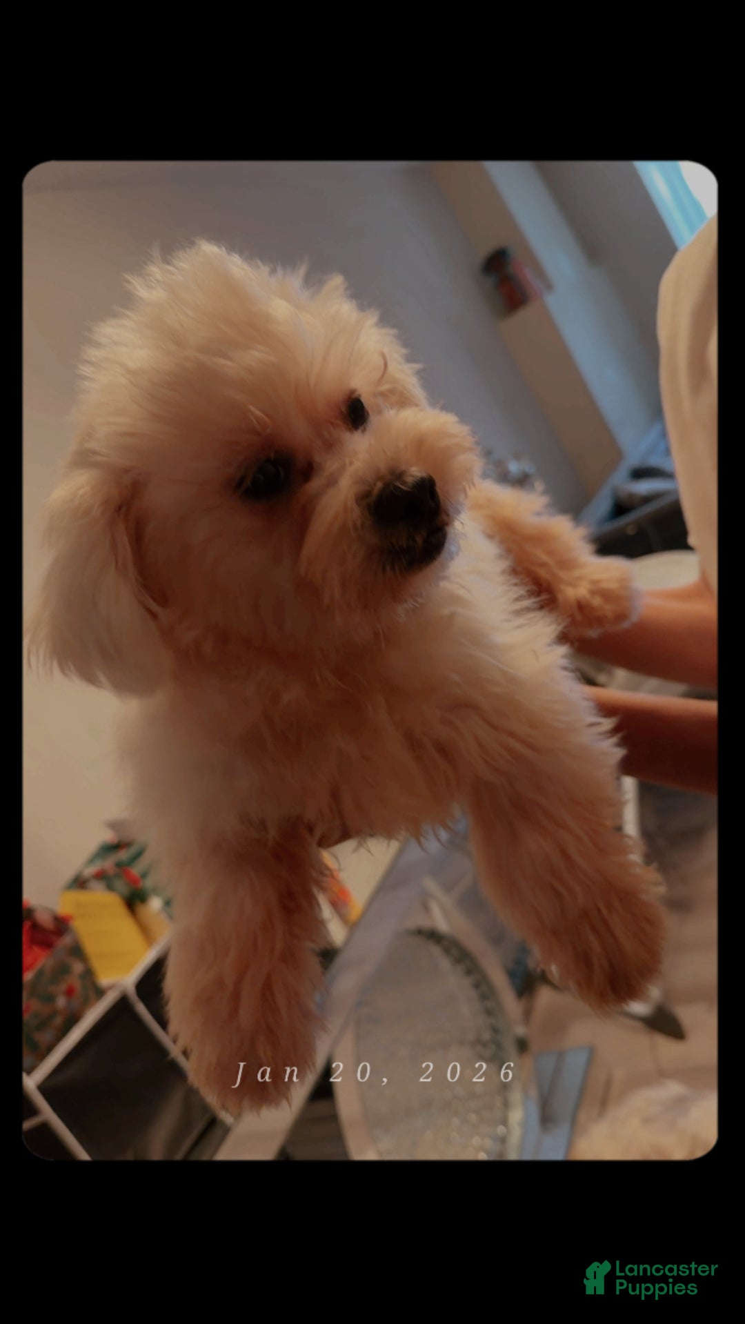 Maltipoo dogs for sale: Maltipoo Puppy 1 - Ad 6