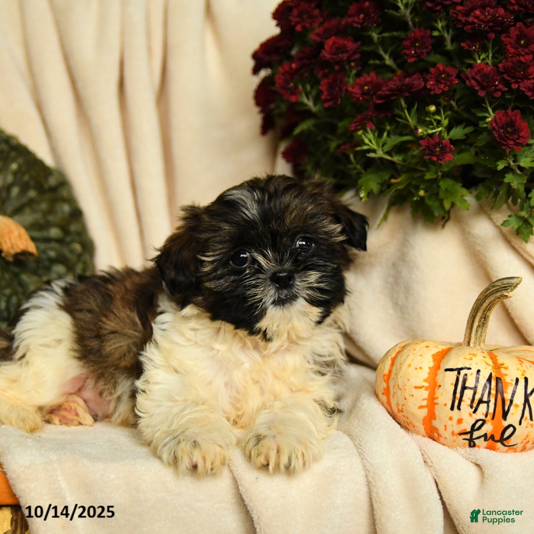 Shihpoo dogs for sale: Cash - Ad 3