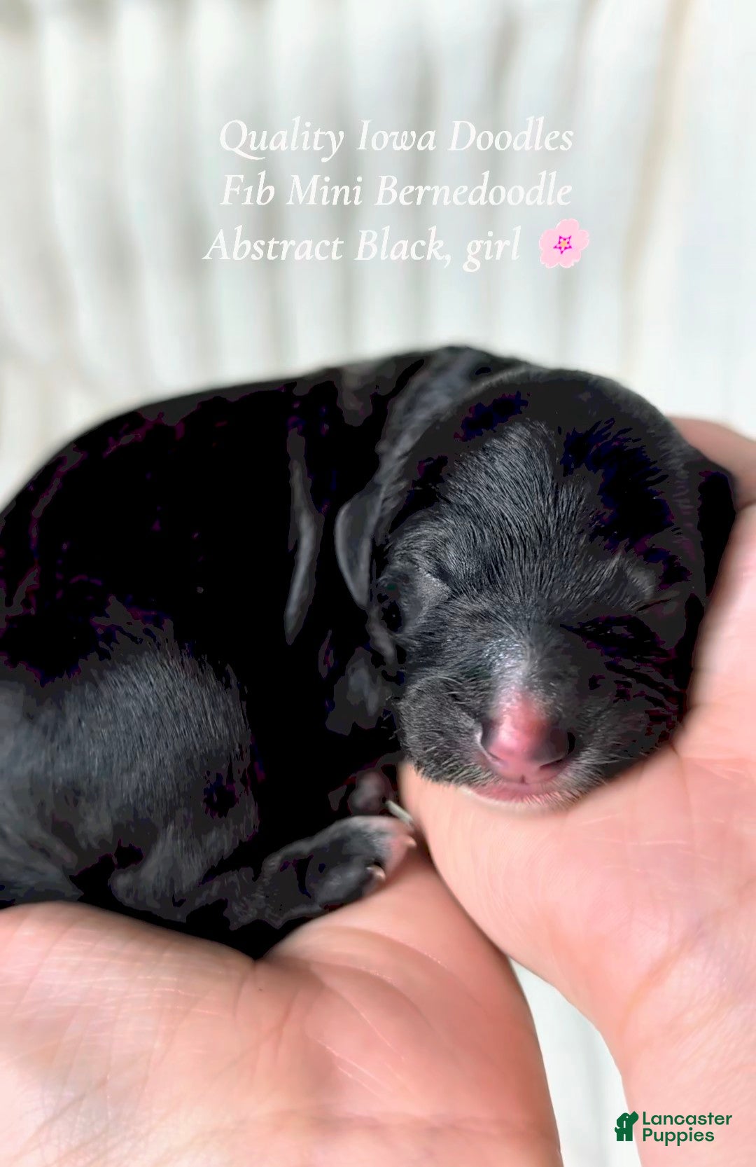 Bernedoodle dogs Bernedoodle 4 - Ad 33