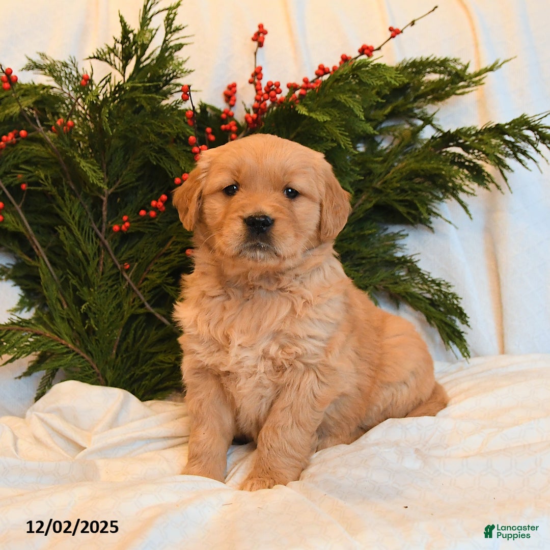 Golden Retriever dogs for sale: Jingle   - Ad 2