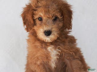 Goldendoodle dogs Luke - Ad 36
