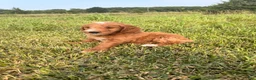 Mini Goldendoodle dogs for sale: Mini Goldendoodle 3 - Ad 2