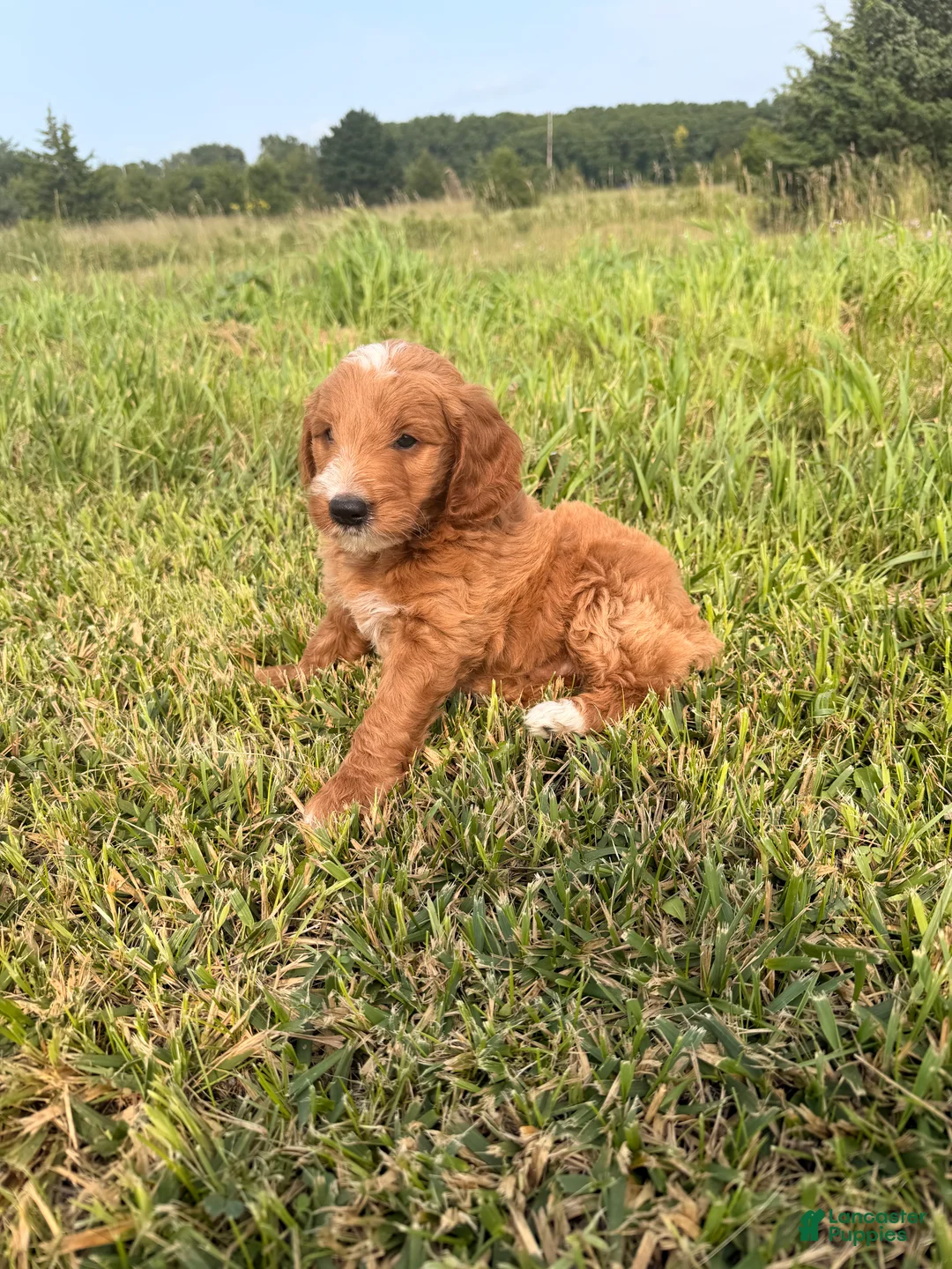 Mini Goldendoodle dogs for sale: Mini Goldendoodle 3 - Ad 2