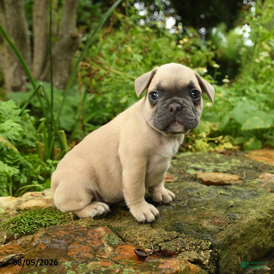 French Bulldog dogs Carlotta - Ad 1