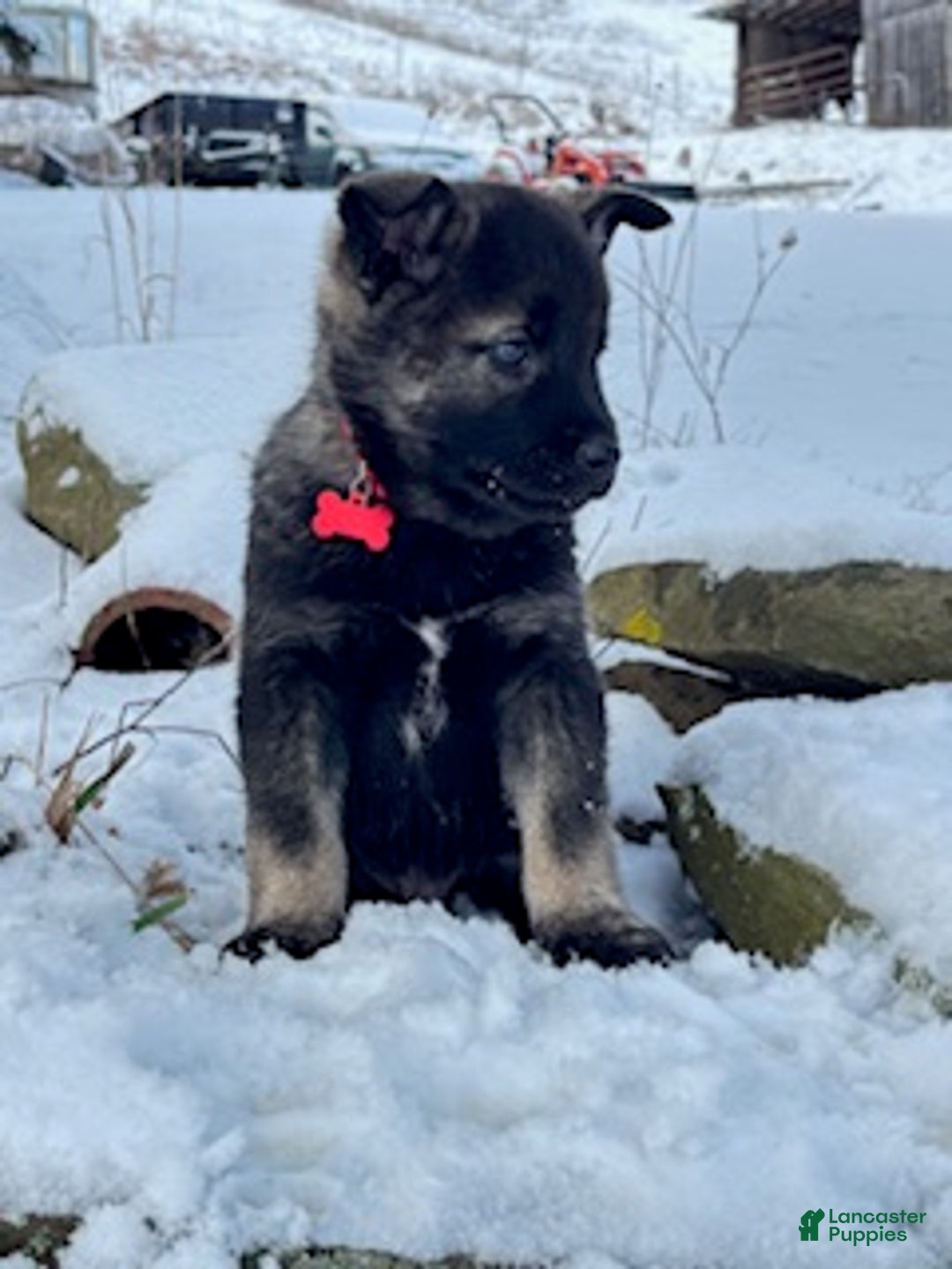 Norwegian Elkhound dogs for sale: Red Ryder - Ad 3