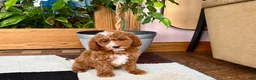 Cavapoo dogs for sale: Cavapoo male 2 - Ad 4
