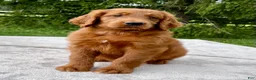 Goldendoodle dogs for sale: Fortune medium sized - Ad 3
