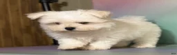 Maltipom dogs for sale: Donut  - Ad 4