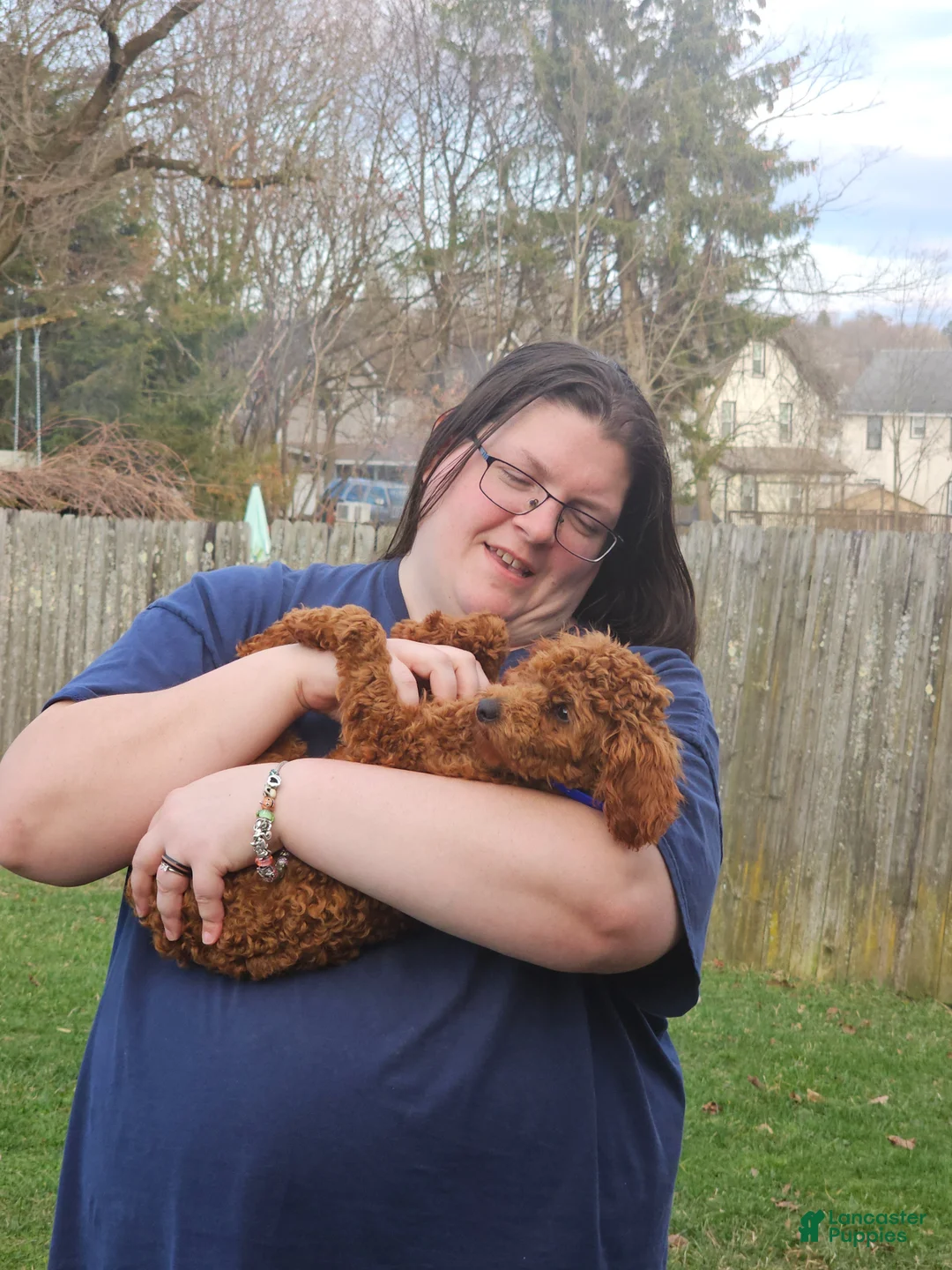 Miniature Poodle dogs for sale: Ozzy-potty trained! - Ad 6