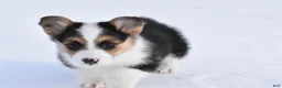 Welsh Corgi Pembroke dogs for sale: Welsh Corgi Pembroke Puppy 2 - Ad 2