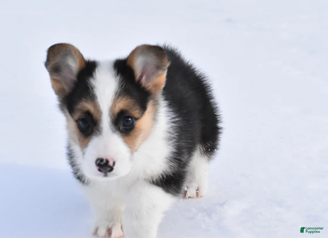Welsh Corgi Pembroke dogs for sale: Welsh Corgi Pembroke Puppy 2 - Ad 2