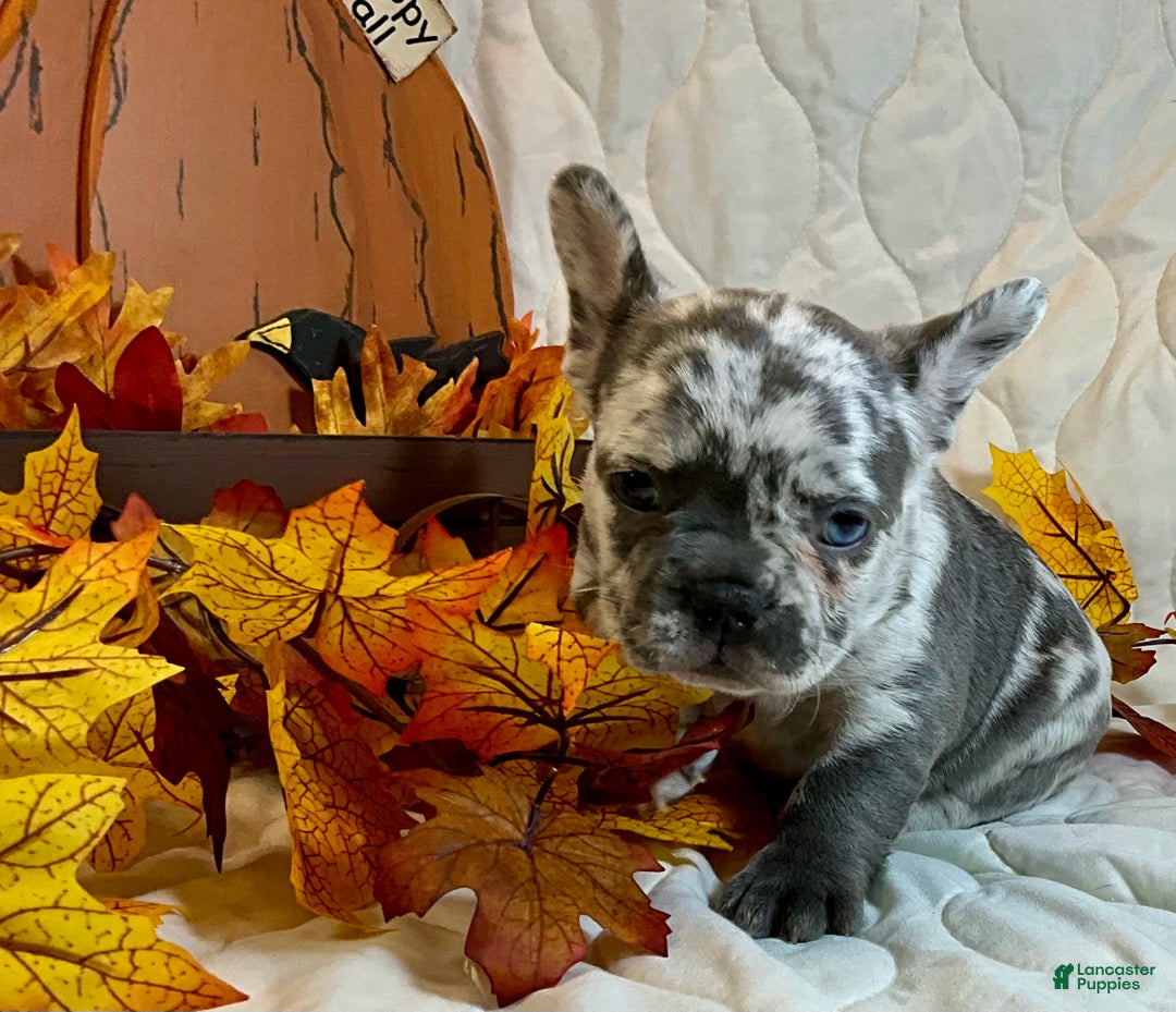 French Bulldog dogs for sale: Tracker - Ad 11